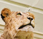 Lion empaillé au musée d'histoire naturelles de Tournai | Pic by Coffee Lab